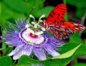 "How Did The Passion Flower Get Its Name?"